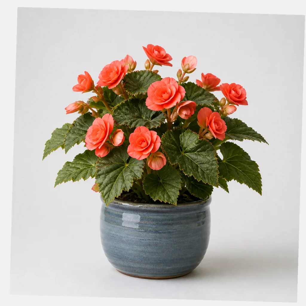 Coral Begonia styled view