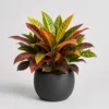 Croton Petra Pot front view