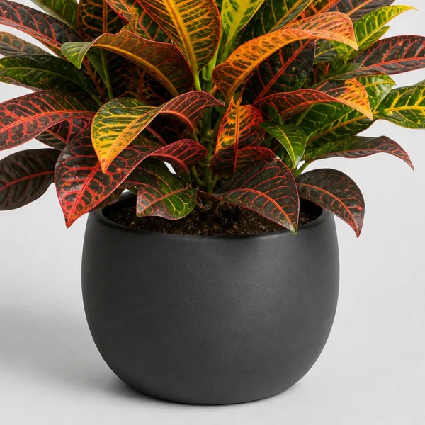 Croton Petra Pot container detail