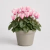 Cyclamen Blush Pot front view