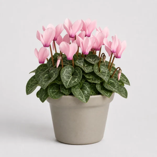 Cyclamen Blush Pot front view