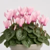 Cyclamen Blush Pot detail view