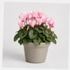 Cyclamen Blush Pot styled view