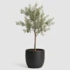 Dwarf Olive Tree front view