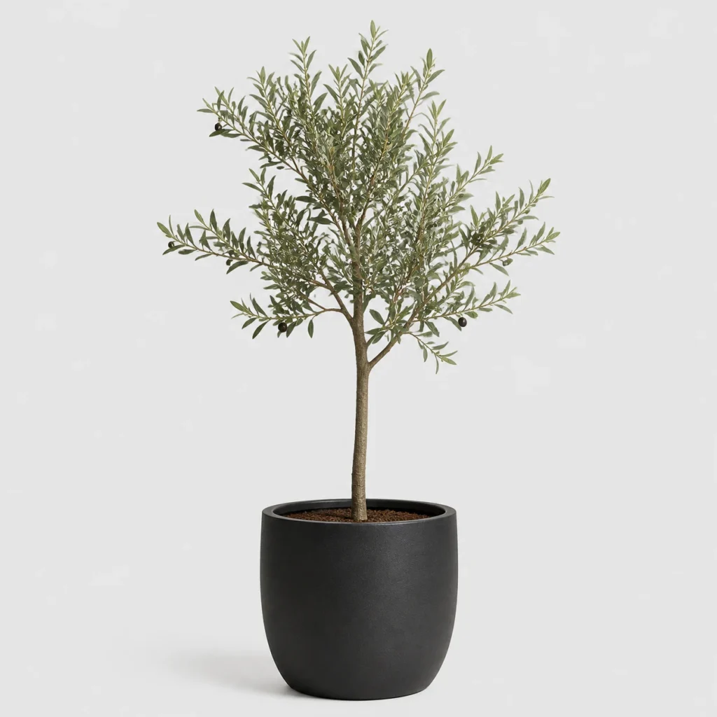 Dwarf Olive Tree front view
