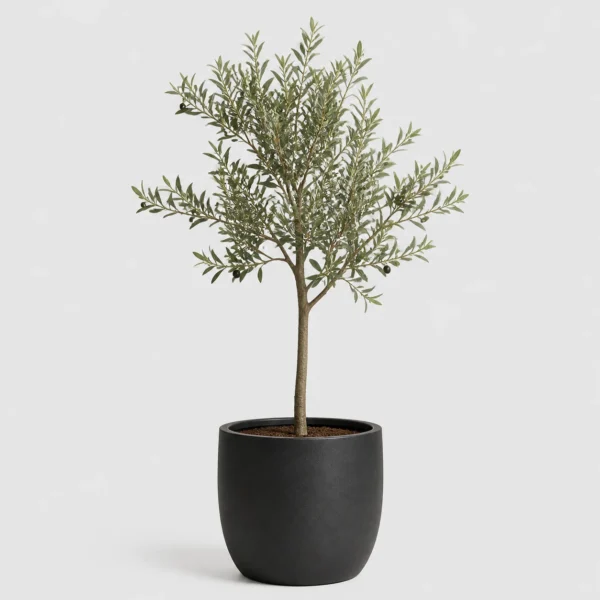 Dwarf Olive Tree front view
