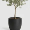 Dwarf Olive Tree container detail