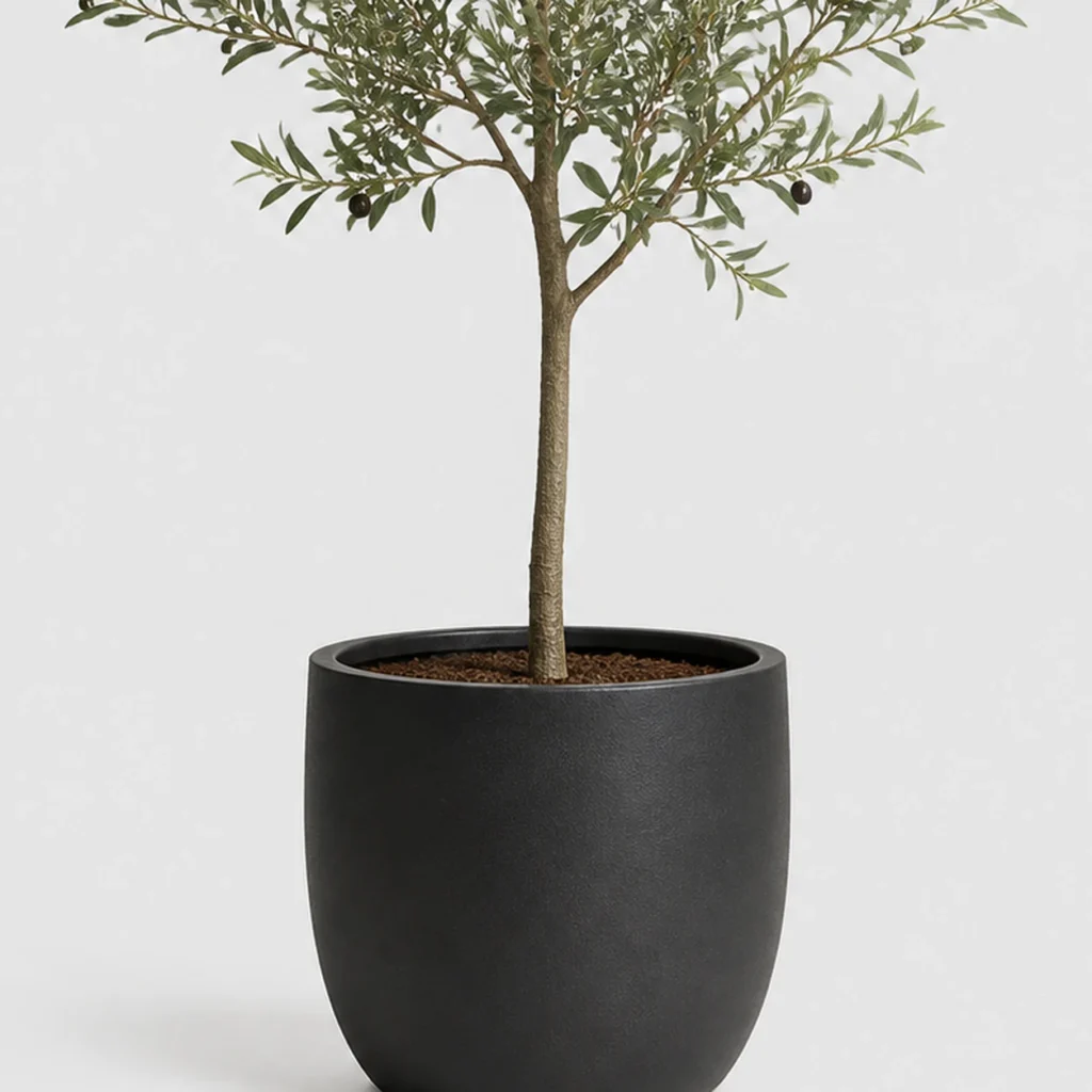 Dwarf Olive Tree container detail