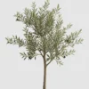 Dwarf Olive Tree detail view