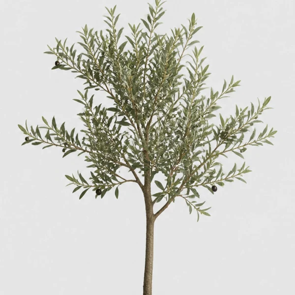 Dwarf Olive Tree detail view