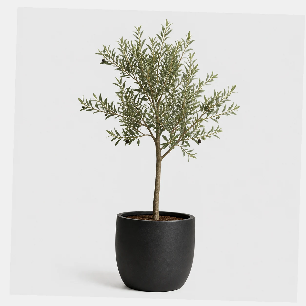 Dwarf Olive Tree styled view