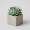 Echeveria Rosette front view