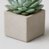 Echeveria Rosette container detail