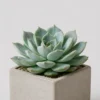 Echeveria Rosette detail view