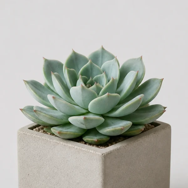 Echeveria Rosette detail view