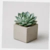 Echeveria Rosette styled view