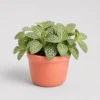 Fittonia Nerve Plant front view
