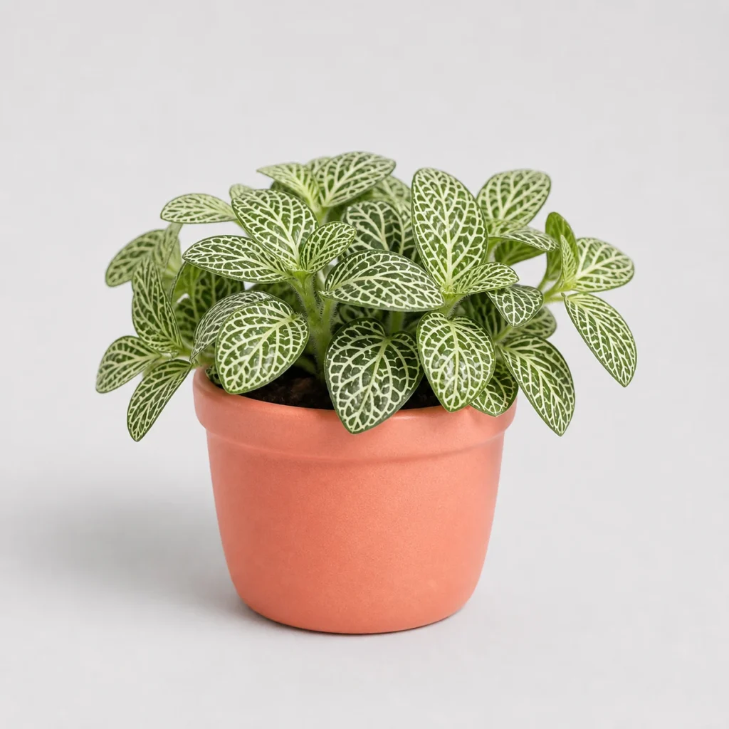 Fittonia Nerve Plant front view