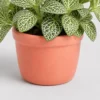 Fittonia Nerve Plant container detail