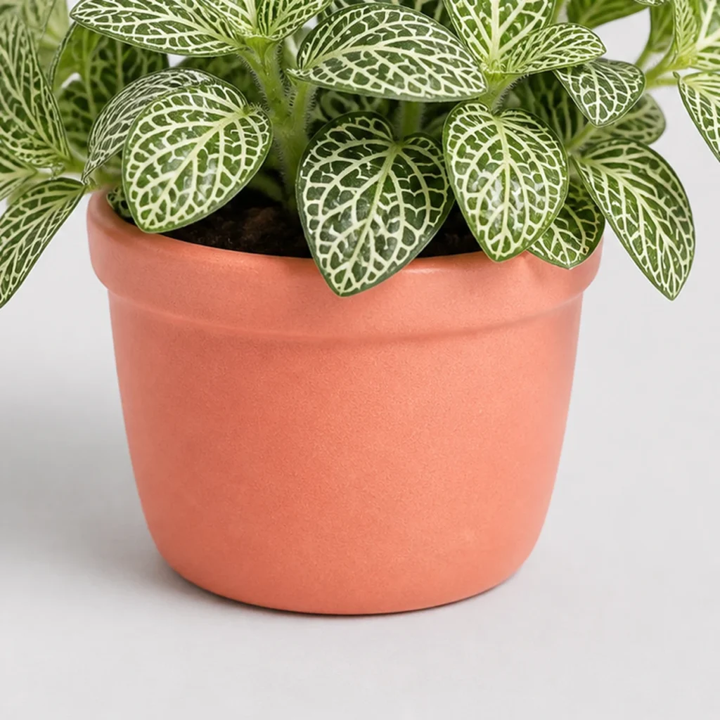 Fittonia Nerve Plant container detail