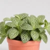 Fittonia Nerve Plant detail view