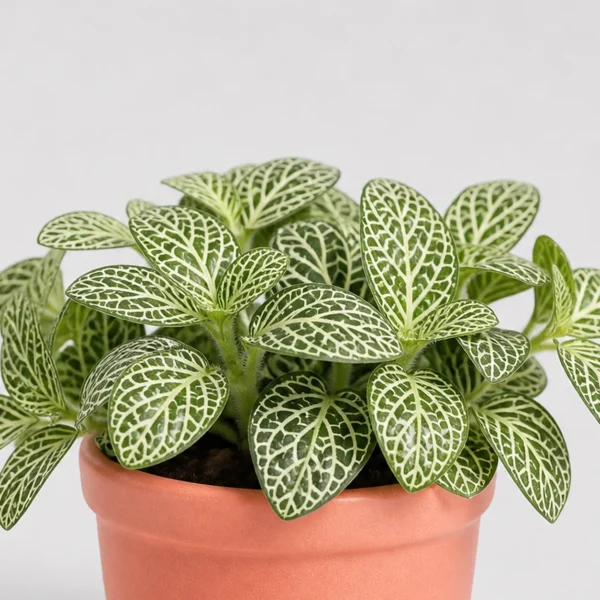 Fittonia Nerve Plant detail view