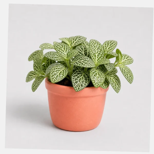 Fittonia Nerve Plant styled view