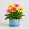 Gerbera Daisy Pot front view