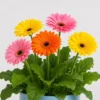 Gerbera Daisy Pot detail view