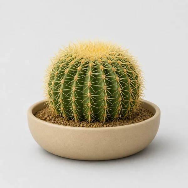 Golden Barrel Cactus front view