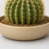 Golden Barrel Cactus container detail