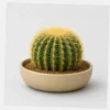 Golden Barrel Cactus styled view