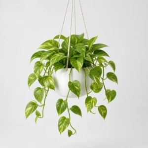 Golden Pothos Trailer front view