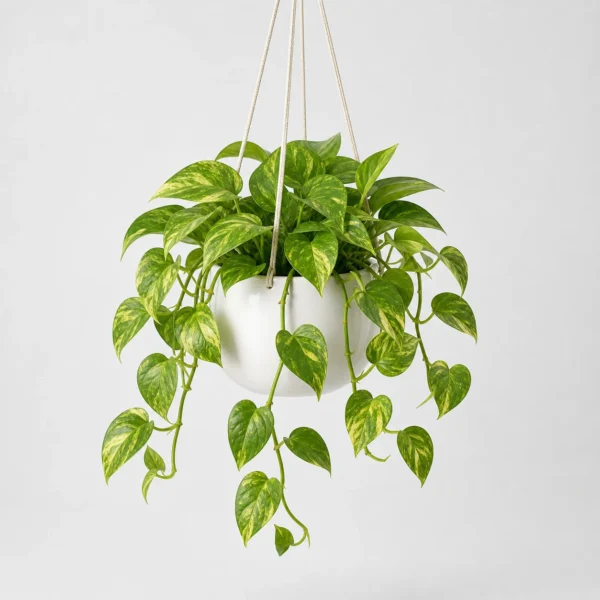 Golden Pothos Trailer front view