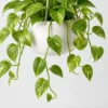 Golden Pothos Trailer container detail