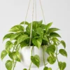 Golden Pothos Trailer detail view