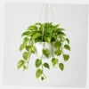 Golden Pothos Trailer styled view