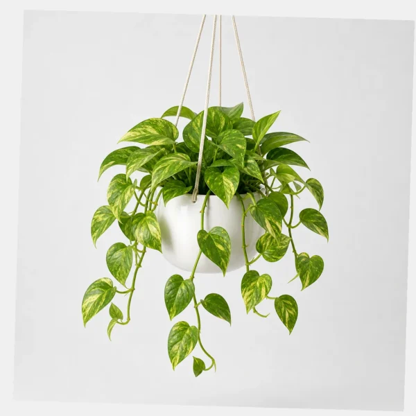 Golden Pothos Trailer styled view