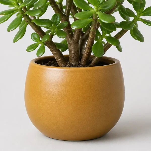 Jade Mini Tree container detail