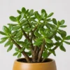 Jade Mini Tree detail view