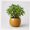 Jade Mini Tree styled view