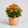Kalanchoe Bloom Pot front view