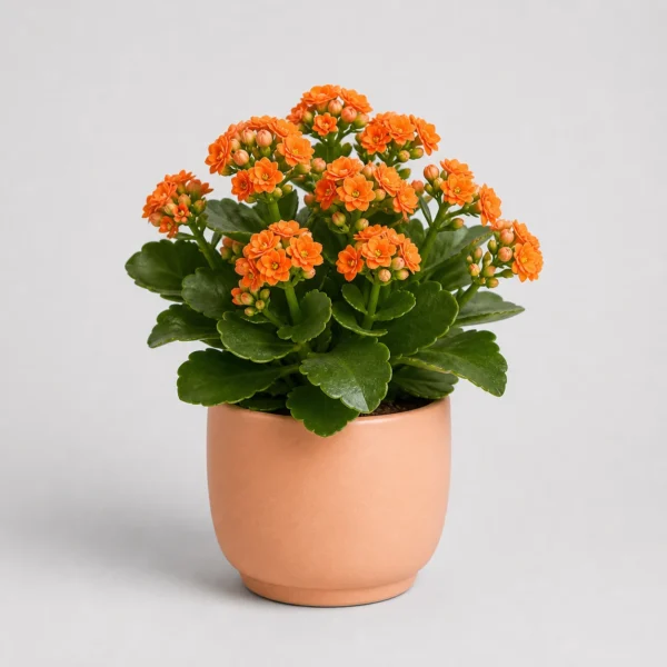 Kalanchoe Bloom Pot front view