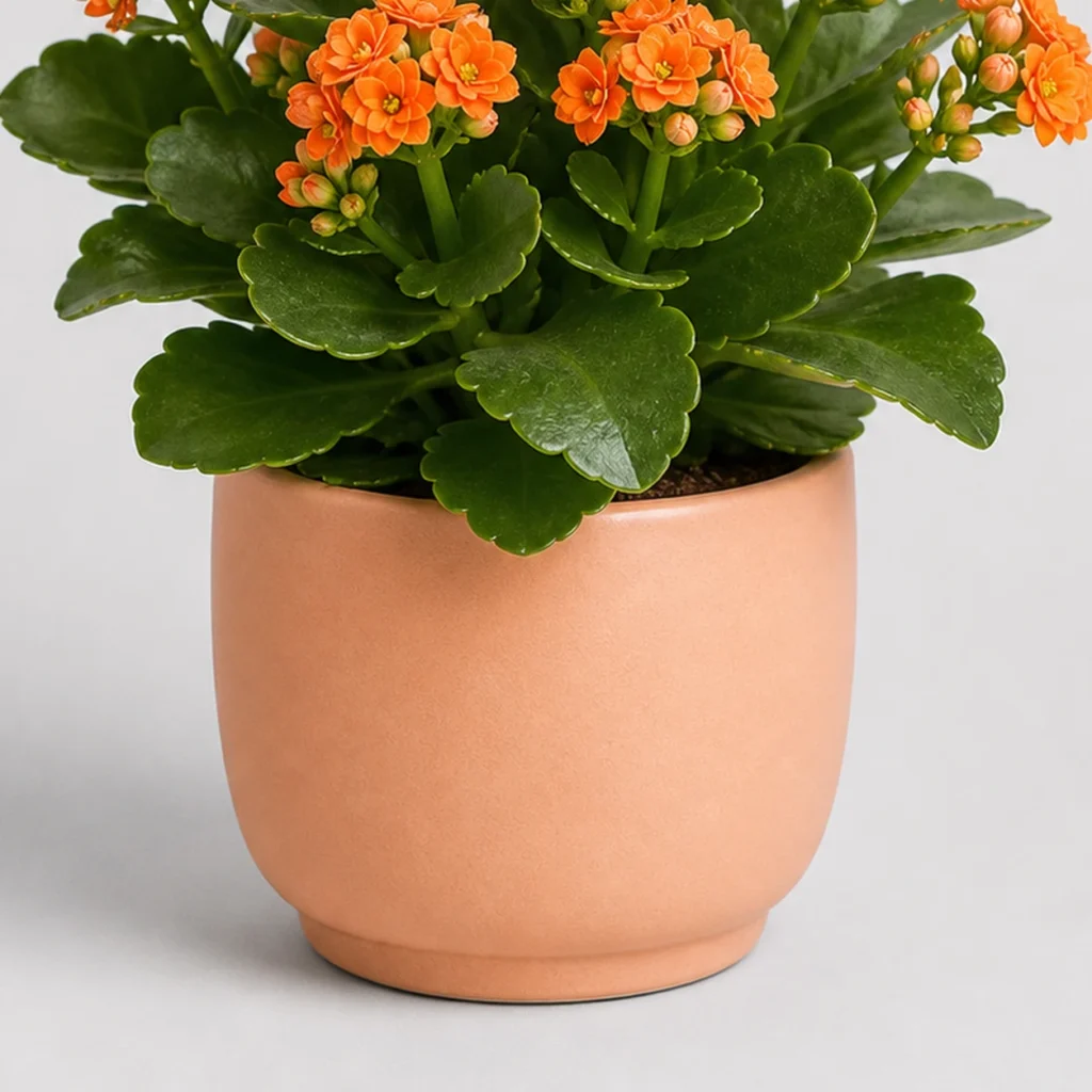 Kalanchoe Bloom Pot container detail