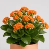 Kalanchoe Bloom Pot detail view