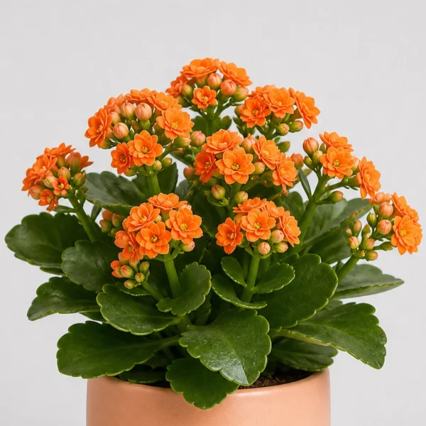Kalanchoe Bloom Pot detail view