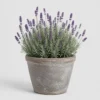 Lavender Patio Pot front view