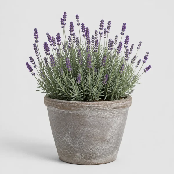 Lavender Patio Pot front view