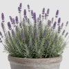 Lavender Patio Pot detail view