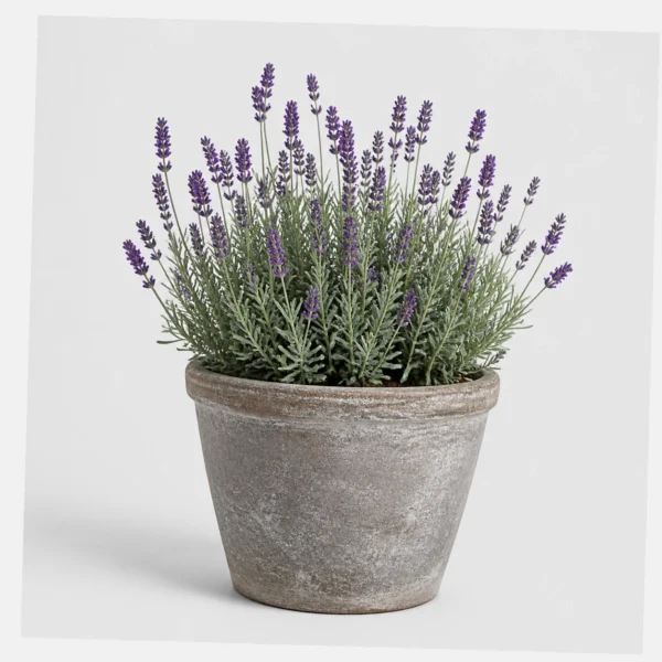Lavender Patio Pot styled view